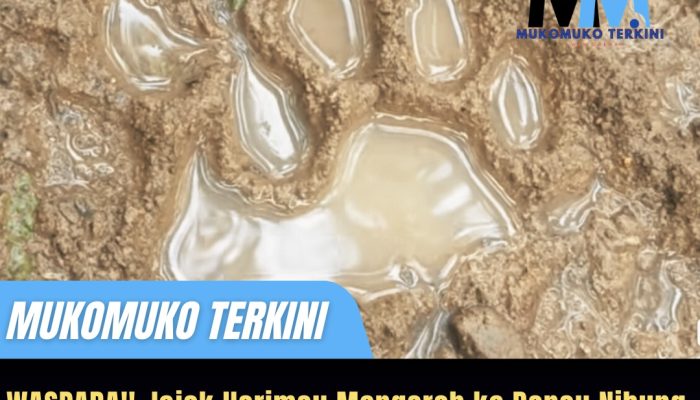 WASPADA! Jejak Harimau di Pondok Kopi mengarah Danau nibung