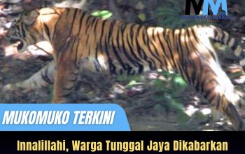 Warga Tunggal jaya Tewas di Terkam Harimau Sumatra