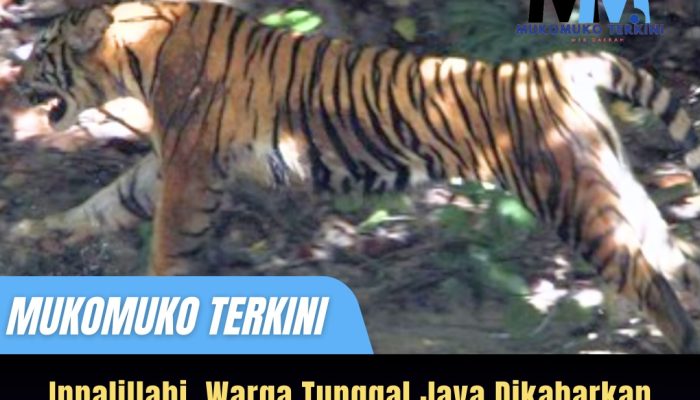 Warga Tunggal jaya Tewas di Terkam Harimau Sumatra