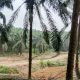 PT BMK Diduga Garap Lahan Perkebunan Sawit Lebih kurang 180 Hektare Tanpa Izin HGU